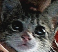 /album/fotografies-de-gats/cropped-2014615-3-jpg/